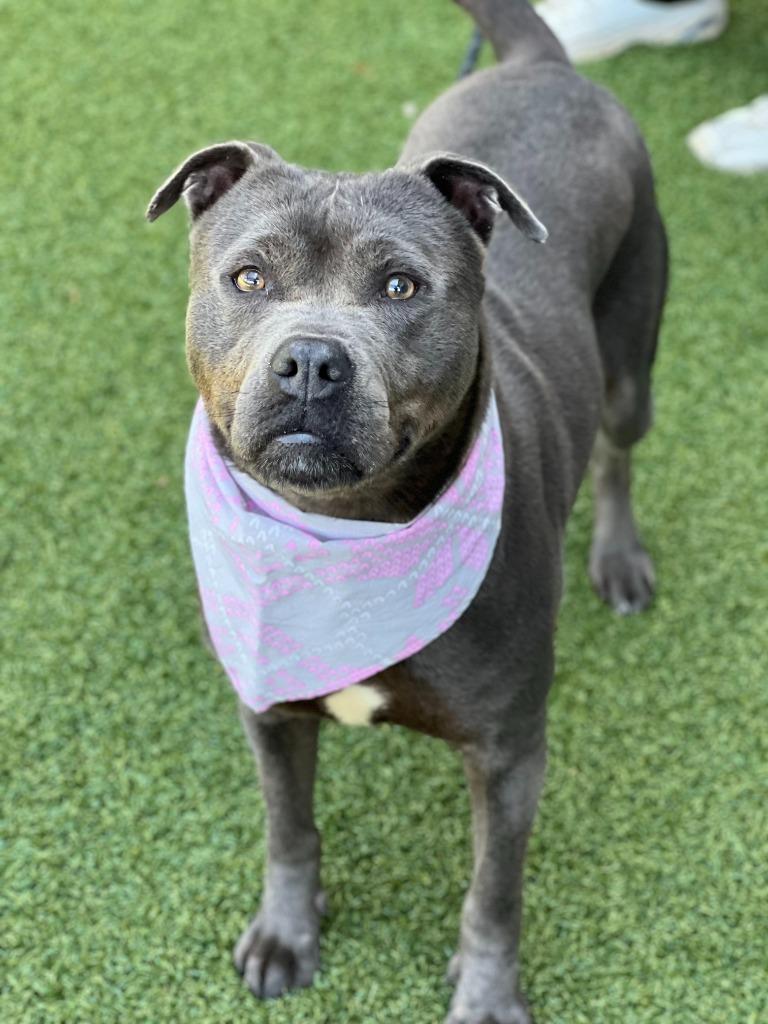 Enlarge Buffy, a Adoptable mixed breed in Hartsville, SC image 1/6