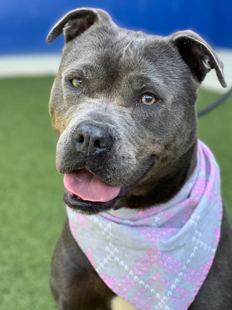 Enlarge Buffy, a Adoptable mixed breed in Hartsville, SC image 5/6