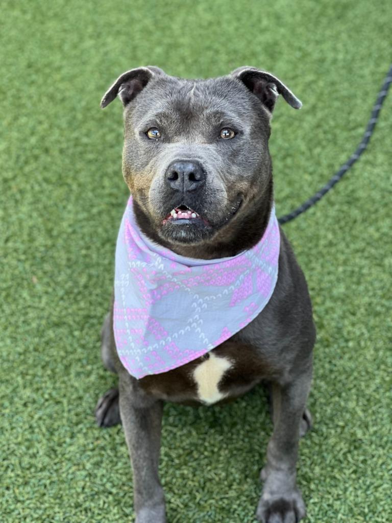 Enlarge Buffy, a Adoptable mixed breed in Hartsville, SC image 6/6