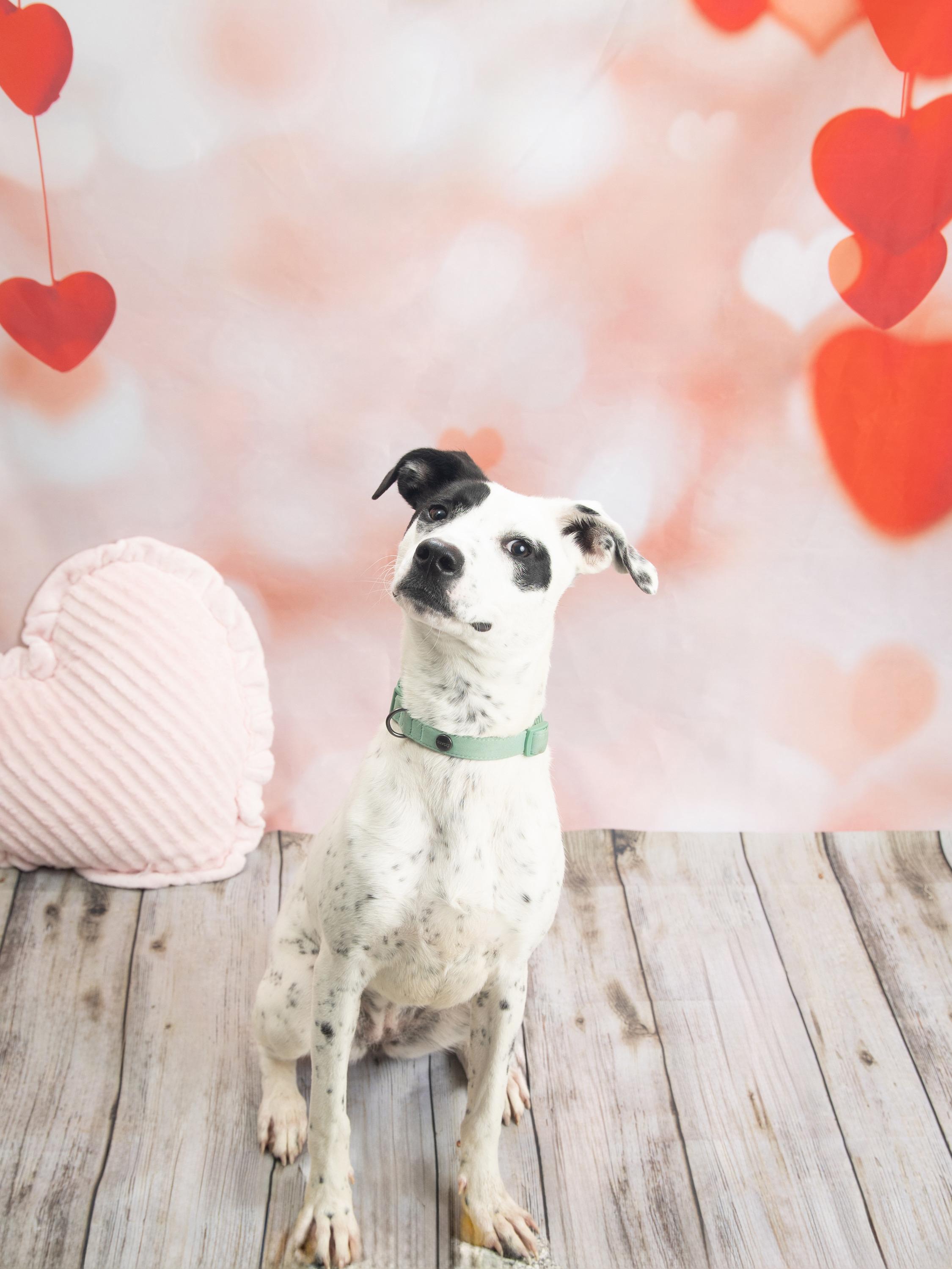 Enlarge Rollie, a Adoptable mixed breed in Blue Springs, MO image 2/5