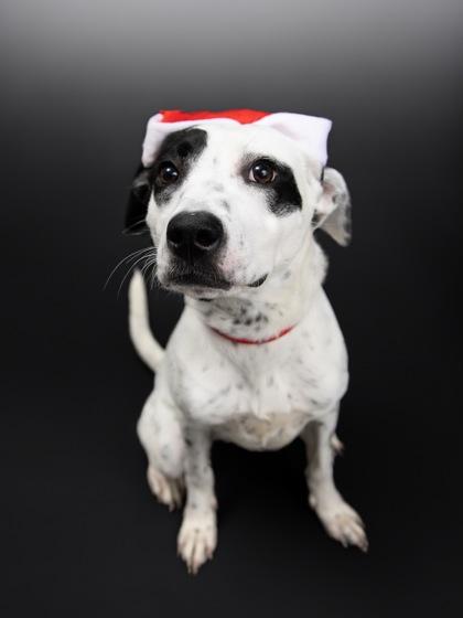 Enlarge Rollie, a Adoptable mixed breed in Blue Springs, MO image 3/5