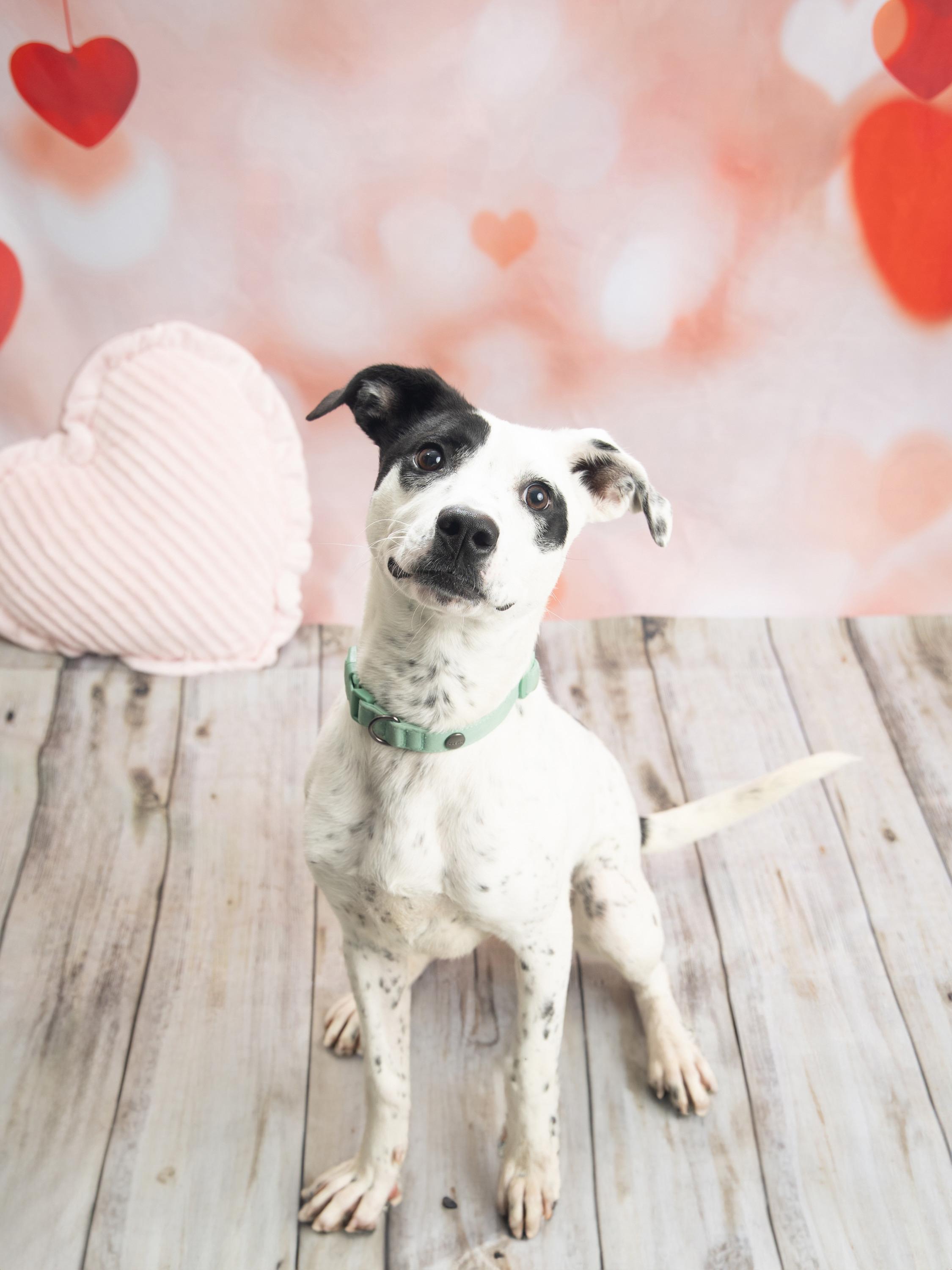 Rollie, Adoptable, Young Female English Pointer.