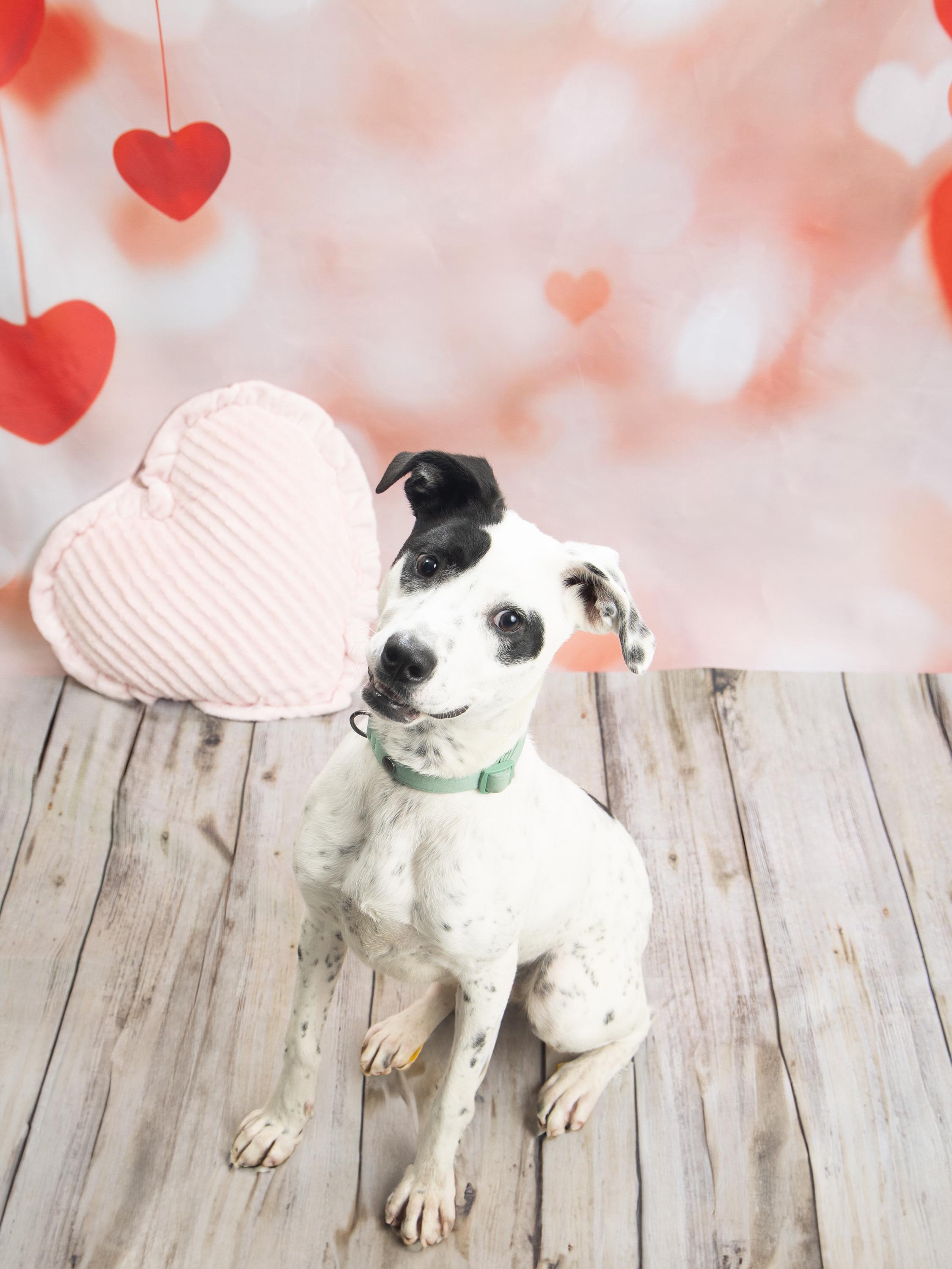 Enlarge Rollie, a Adoptable mixed breed in Blue Springs, MO image 5/5