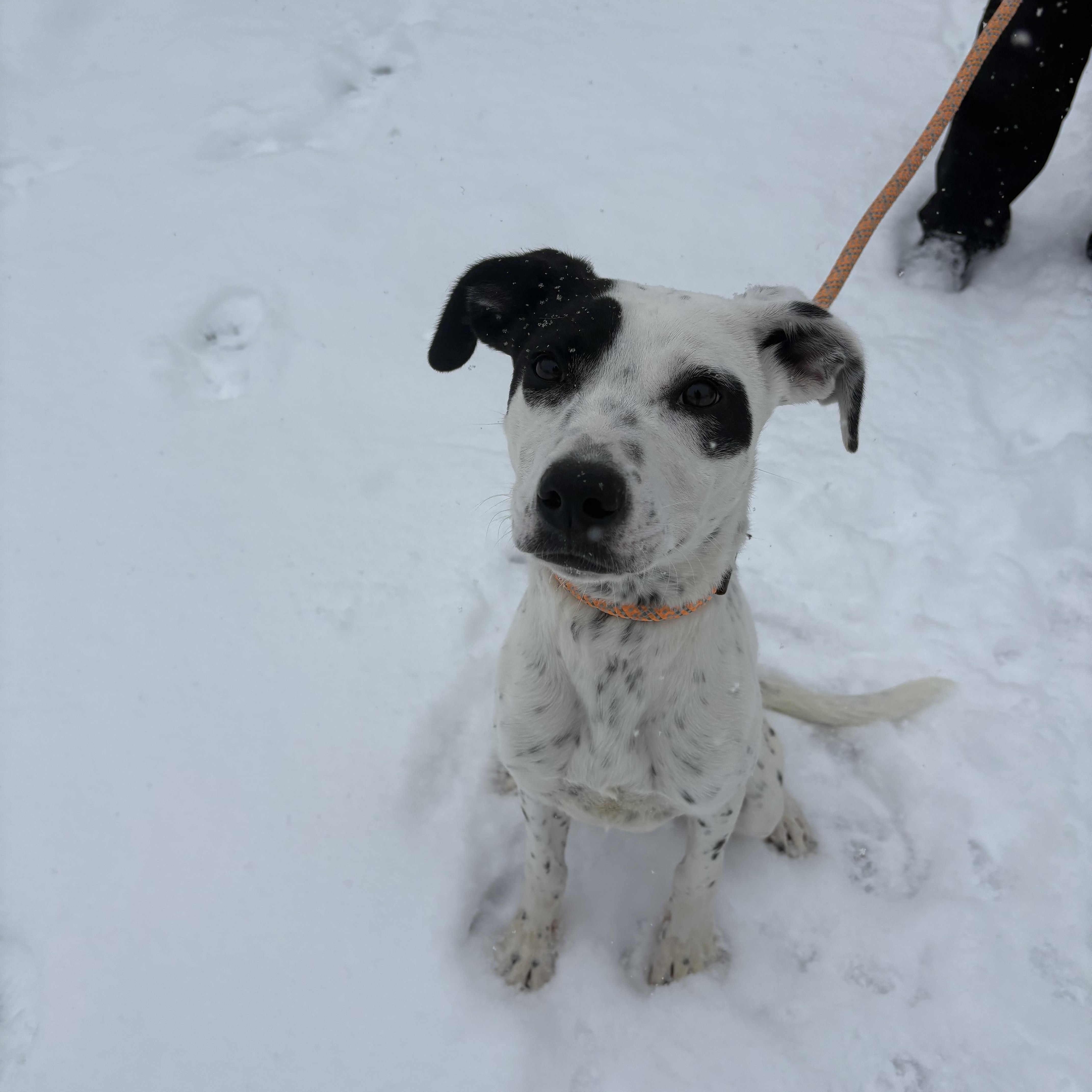 Enlarge Rollie, a Adoptable mixed breed in Blue Springs, MO image 1/1