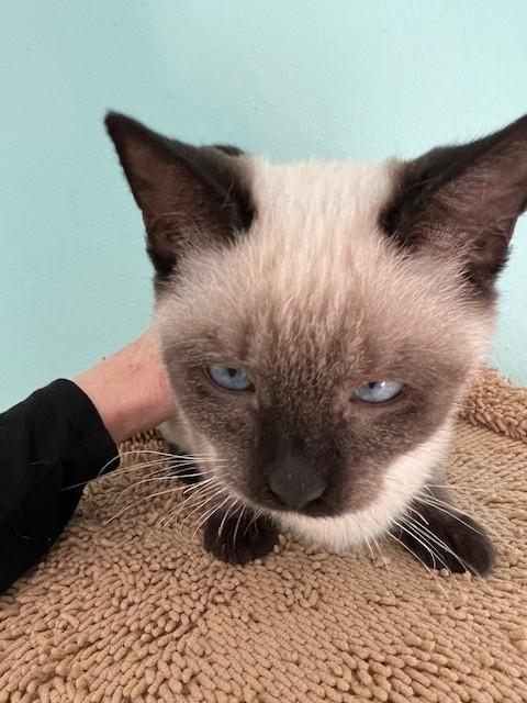 Enlarge Merci ( BLIND), an adopted Siamese in Putnam, CT image 2/6