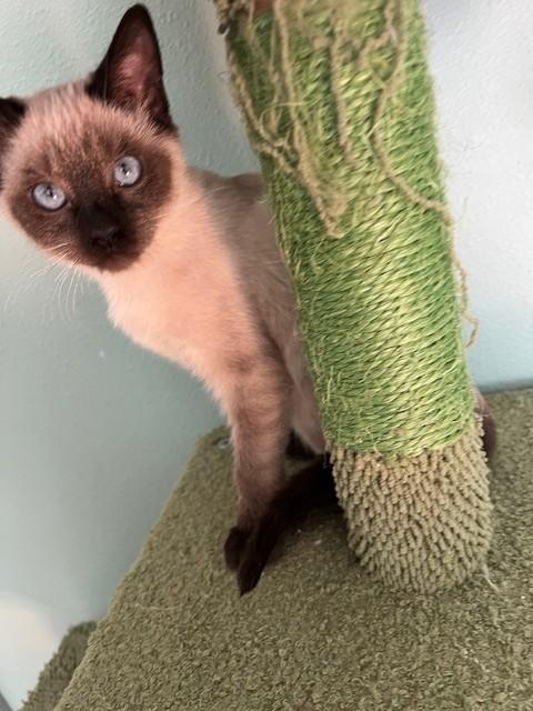 Enlarge Merci ( BLIND), an adopted Siamese in Putnam, CT image 4/6