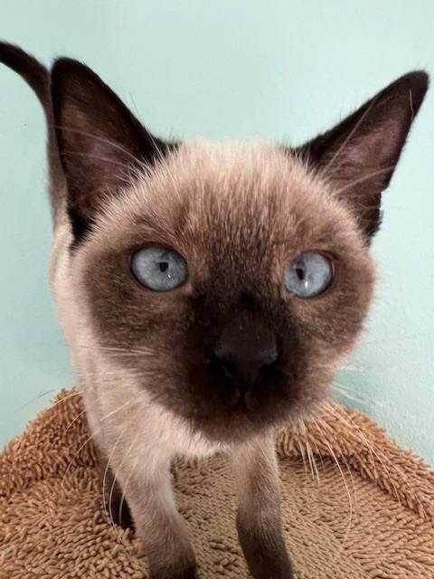 Enlarge Merci ( BLIND), an adopted Siamese in Putnam, CT image 3/6