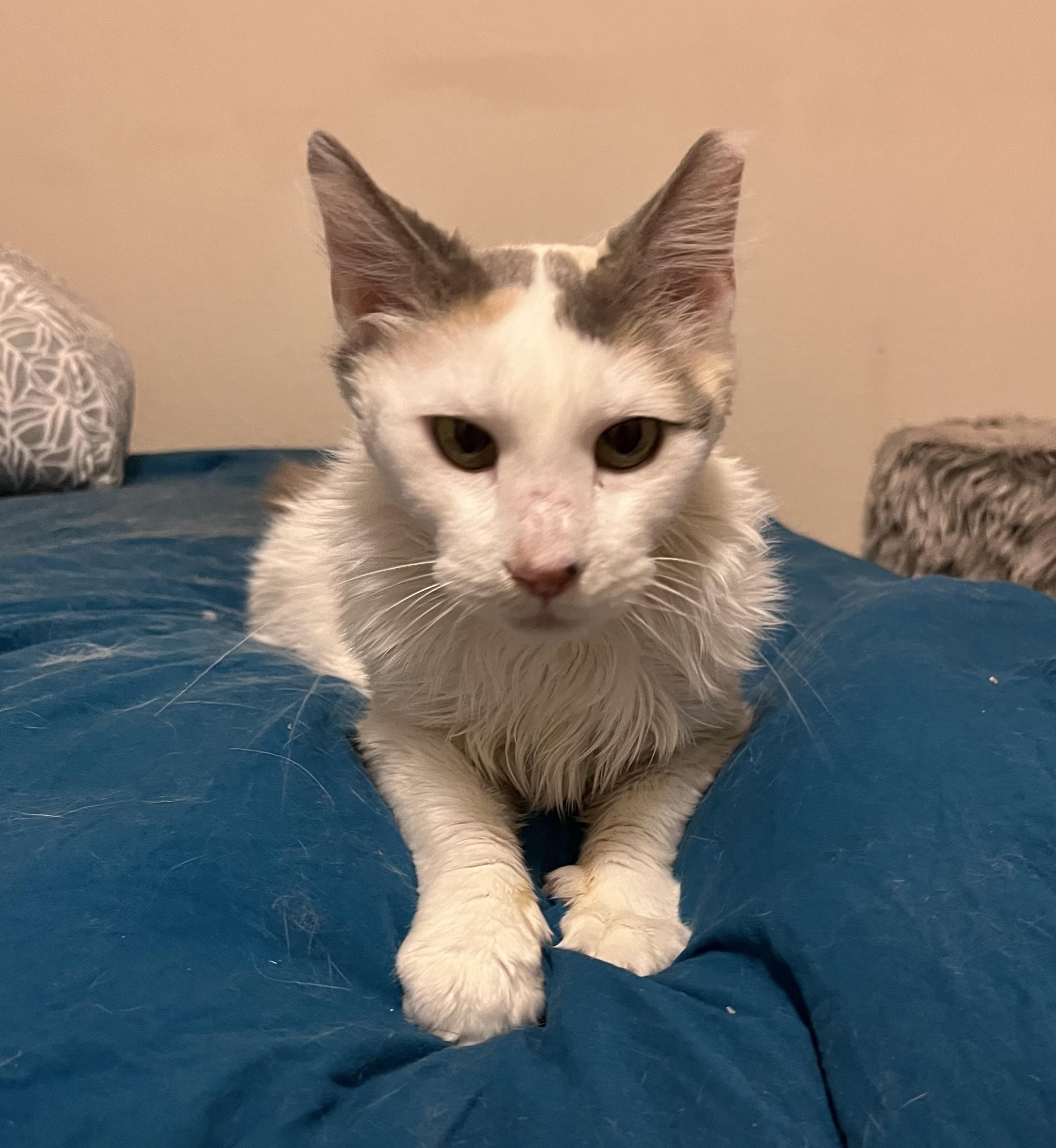 Violet, ADOPTABLE, Adult Female Domestic Medium Hair.