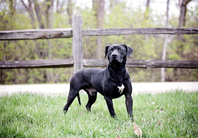 Shadow, Adult Male Pit Bull Terrier