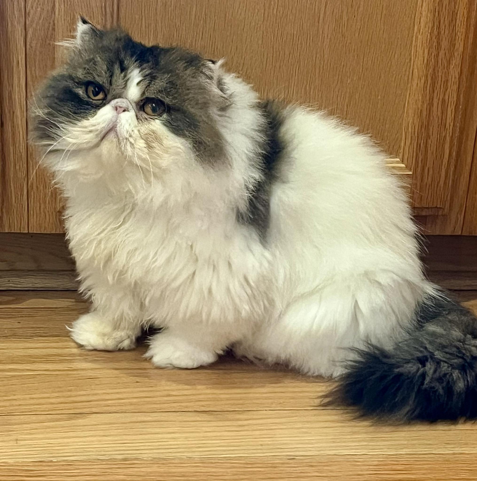 Enlarge YANKEE, an adopted Persian in Warr Acres, OK image 1/5