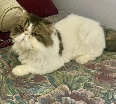 Enlarge YANKEE, an adopted Persian in Warr Acres, OK image 4/5