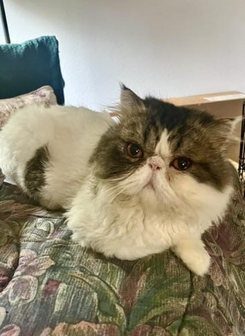Enlarge YANKEE, an adopted Persian in Warr Acres, OK image 5/5