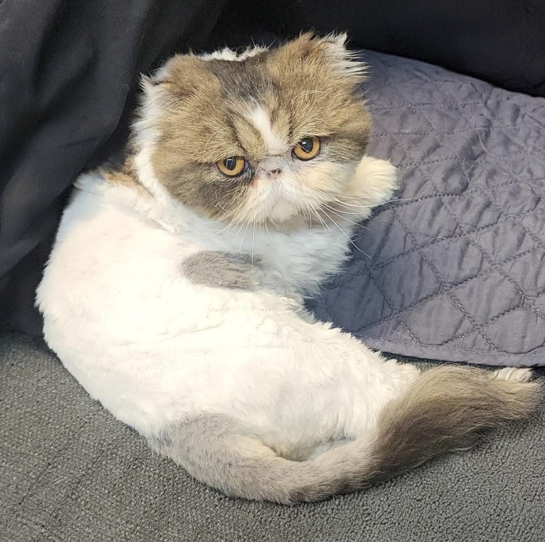 Enlarge YANKEE, an adopted Persian in Warr Acres, OK image 2/5