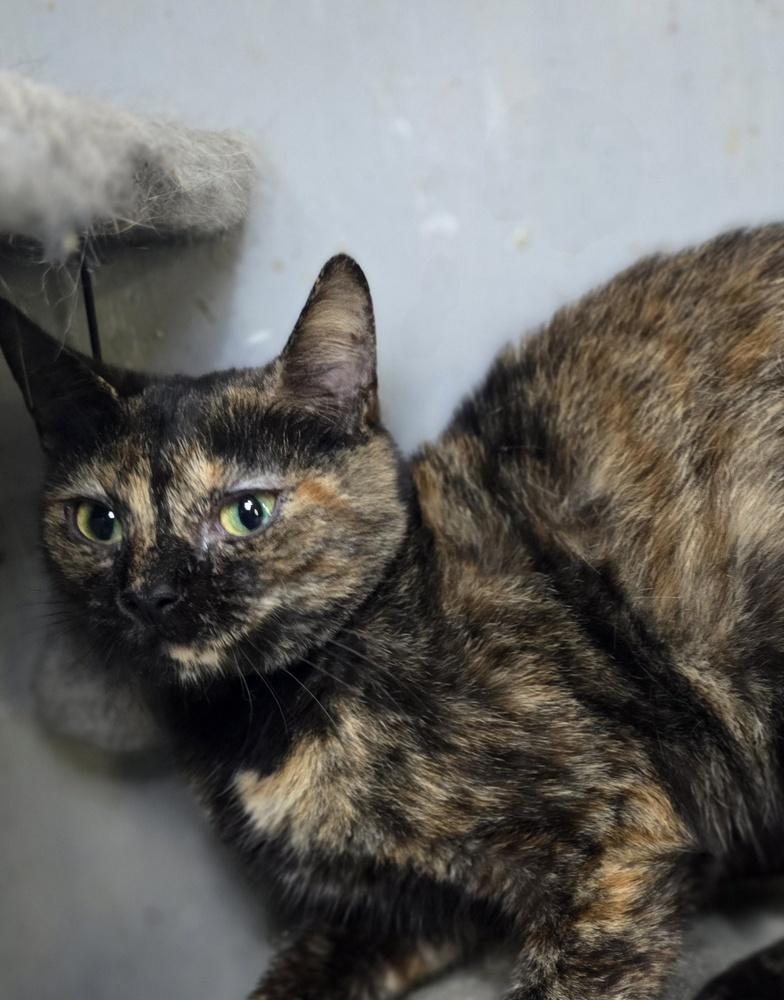 Enlarge Rachel, a Adoptable Domestic Short Hair in Wilson, NC image 1/3