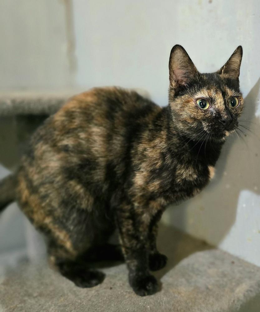 Enlarge Rachel, a Adoptable Domestic Short Hair in Wilson, NC image 2/3