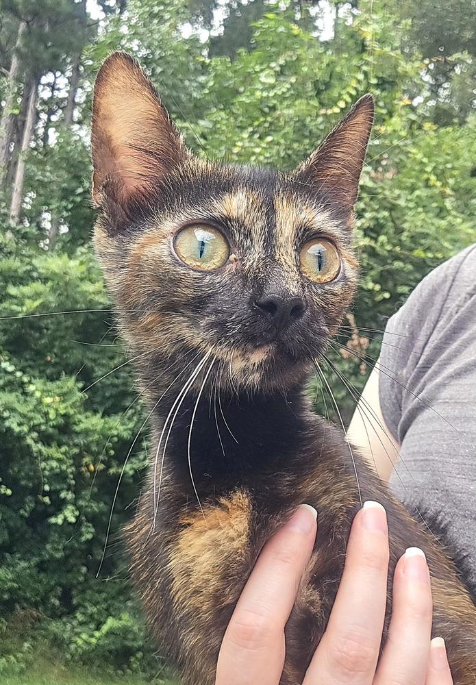 Enlarge Rachel, a Adoptable Domestic Short Hair in Wilson, NC image 3/3