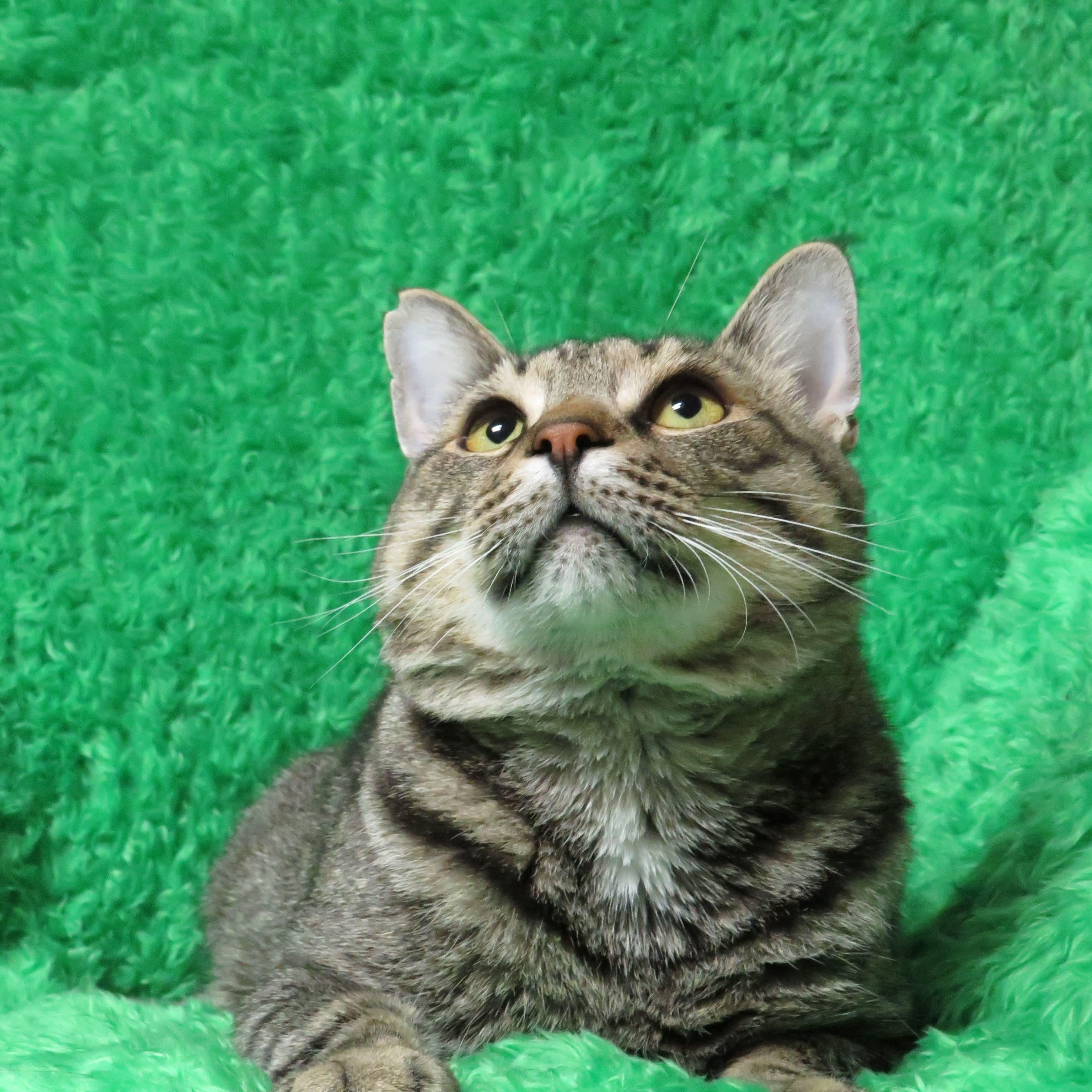 Calvin, Adult Male Tabby