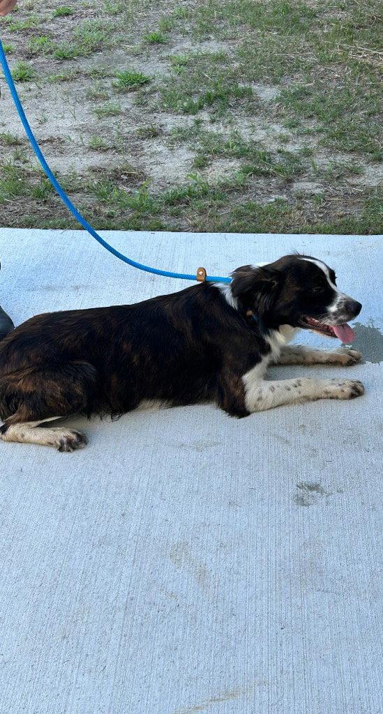Enlarge 26-370 Jasper, a Adoptable Border Collie in Tarboro, NC image 1/2