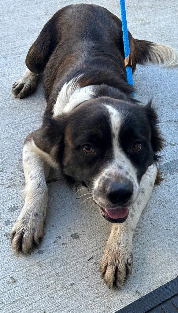 Enlarge 26-370 Jasper, a Adoptable Border Collie in Tarboro, NC image 2/2