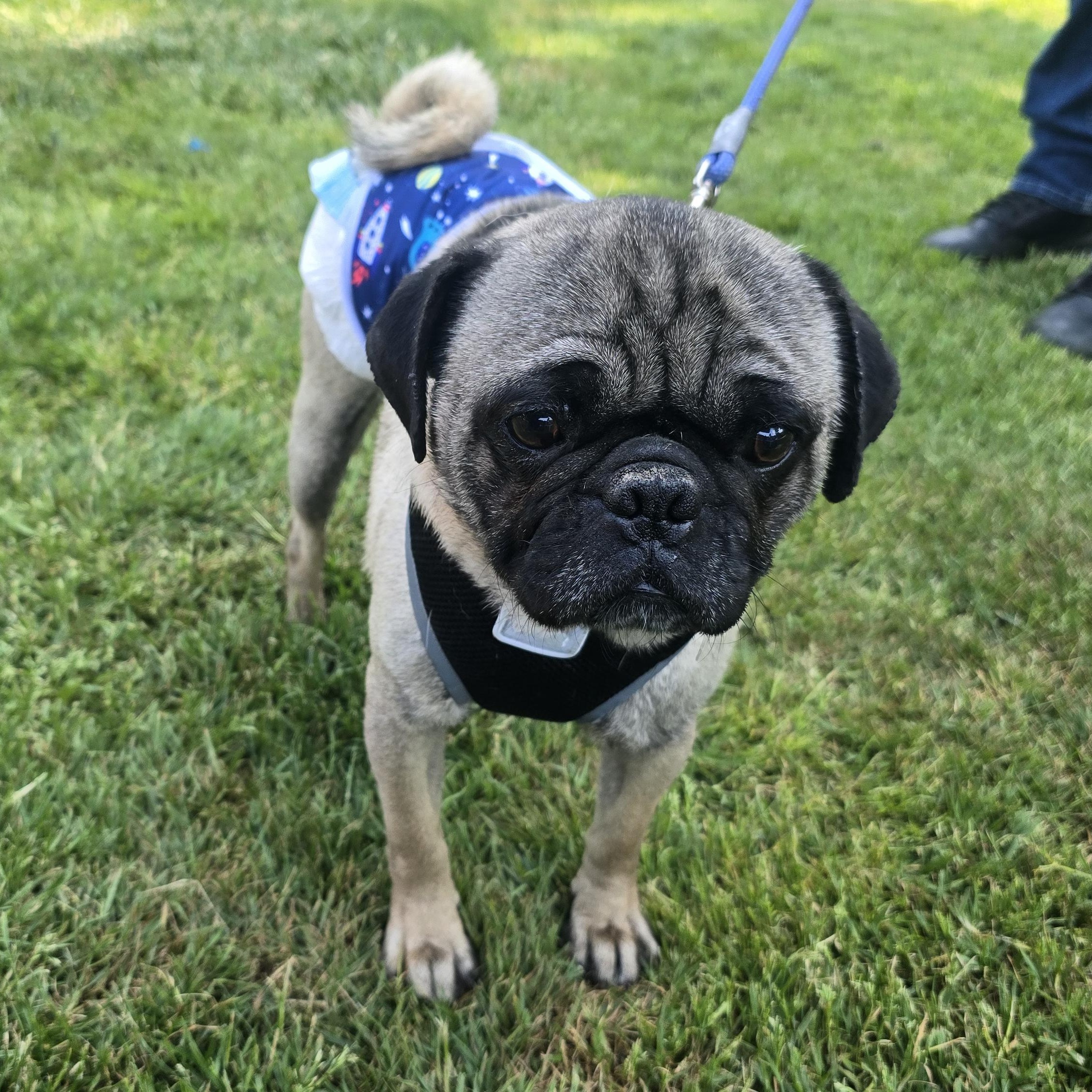 Frank, a Adoptable Pug in Winlock, WA image 2/4