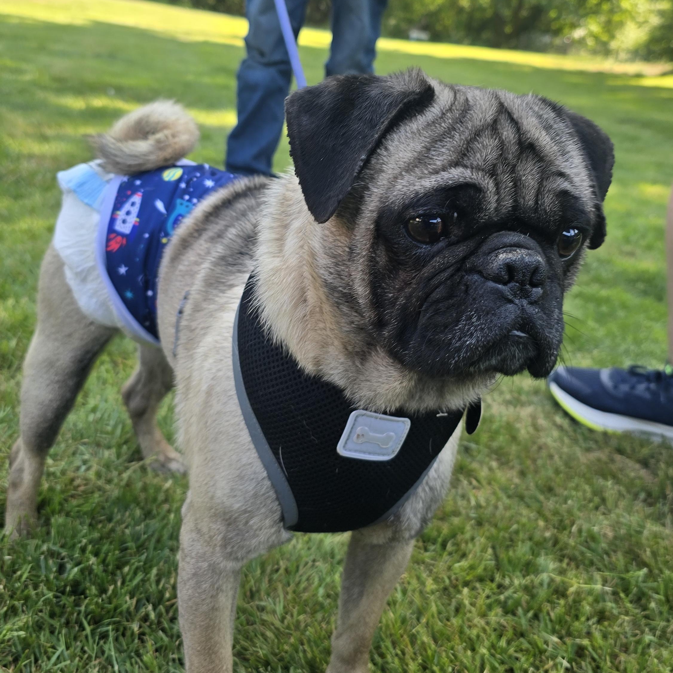 Frank, a Adoptable Pug in Winlock, WA image 3/4