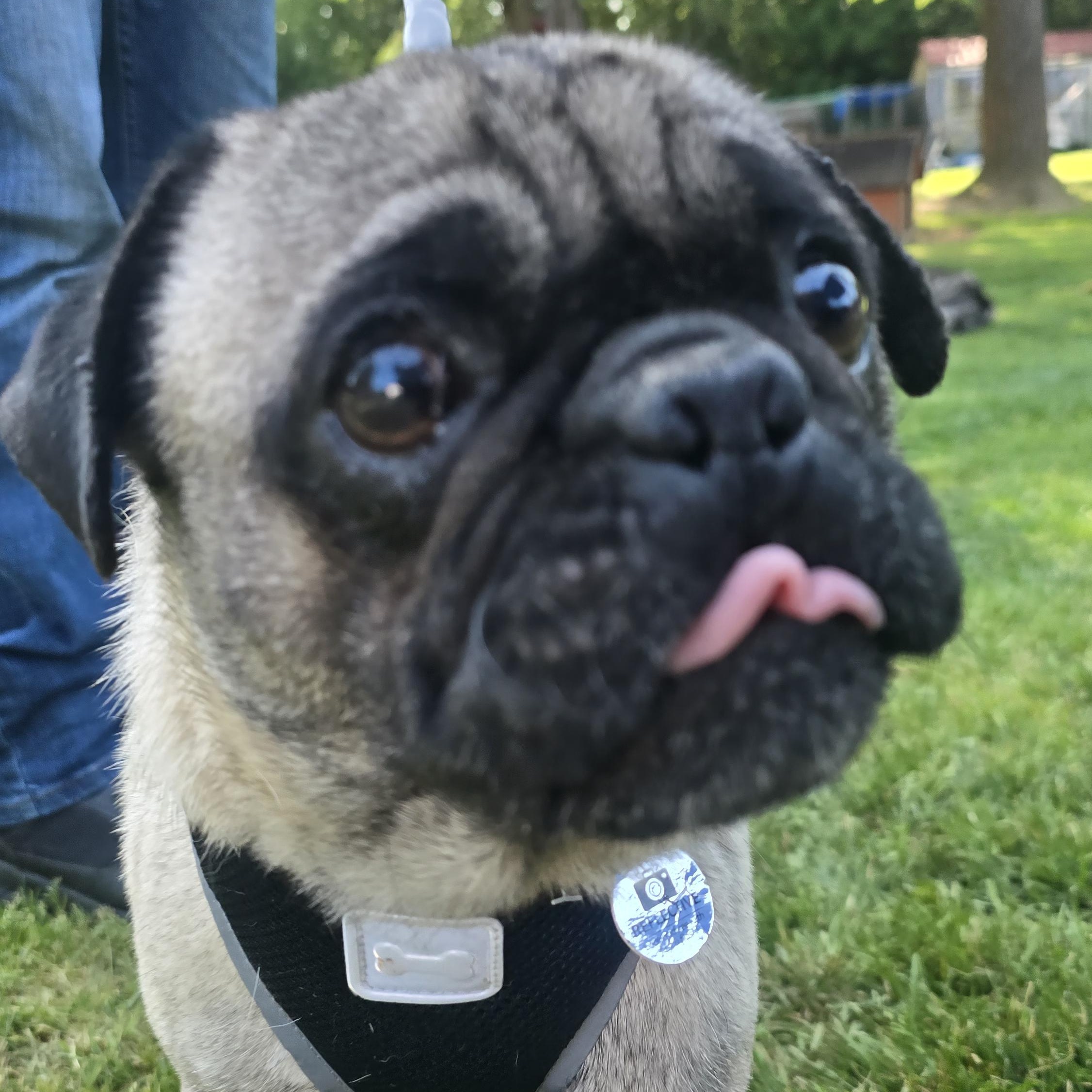 Frank, Adoptable, Young Male Pug.