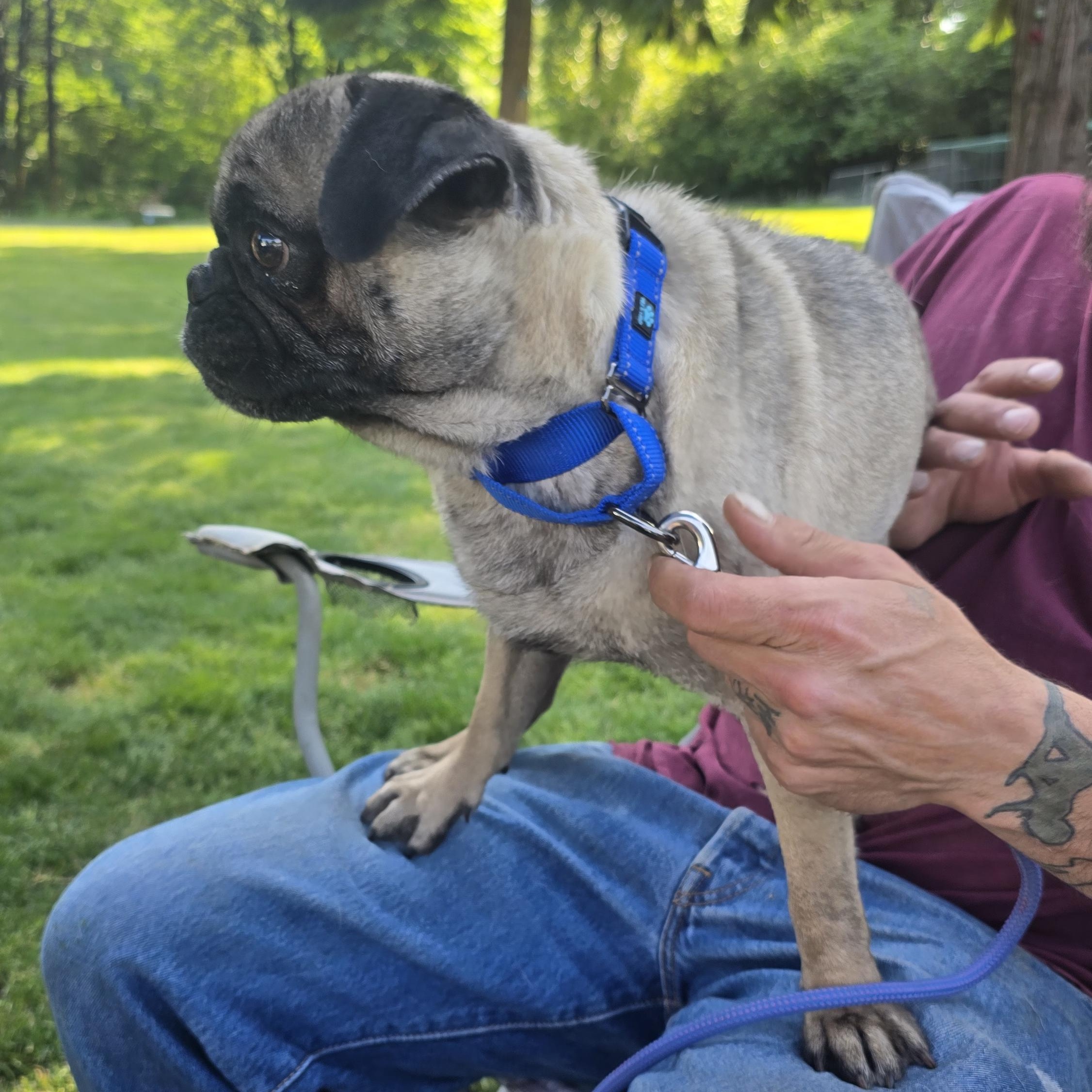 Frank, a Adoptable Pug in Winlock, WA image 4/4