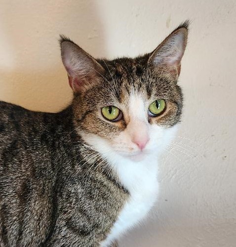 Runna, Adoptable, Adult Female Tabby & Tuxedo.