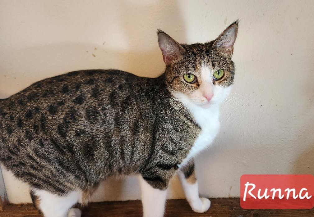 Runna, a Adoptable mixed breed in Las Cruces, NM image 2/7