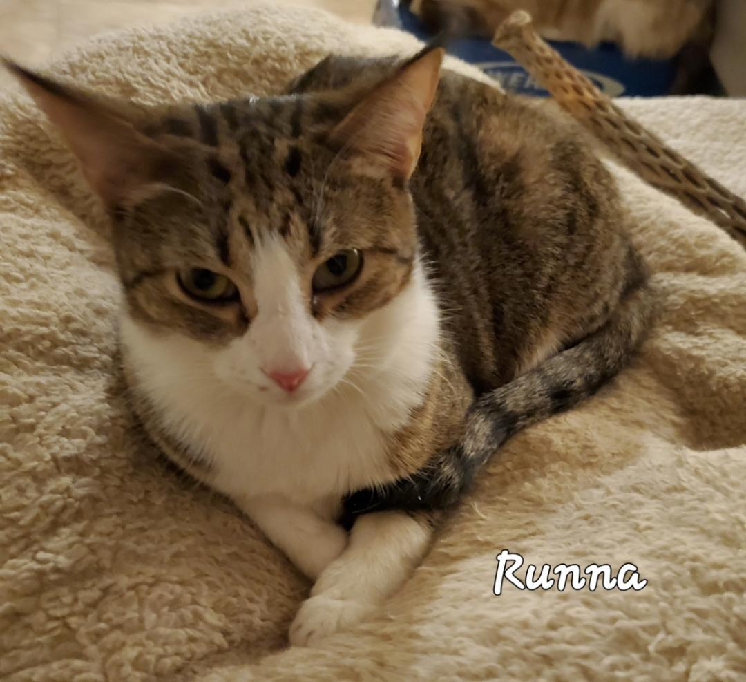 Runna, a Adoptable mixed breed in Las Cruces, NM image 3/7