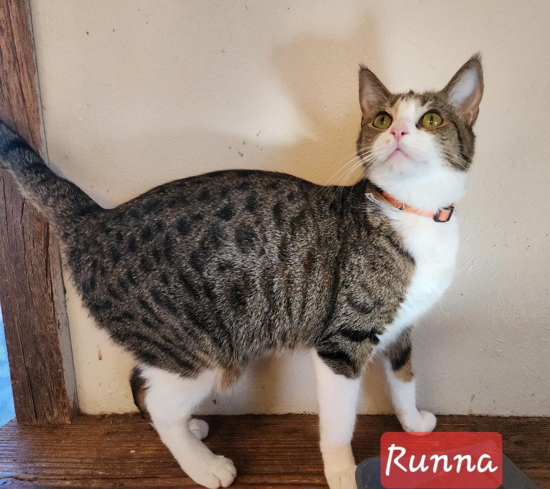 Runna, a Adoptable mixed breed in Las Cruces, NM image 4/7