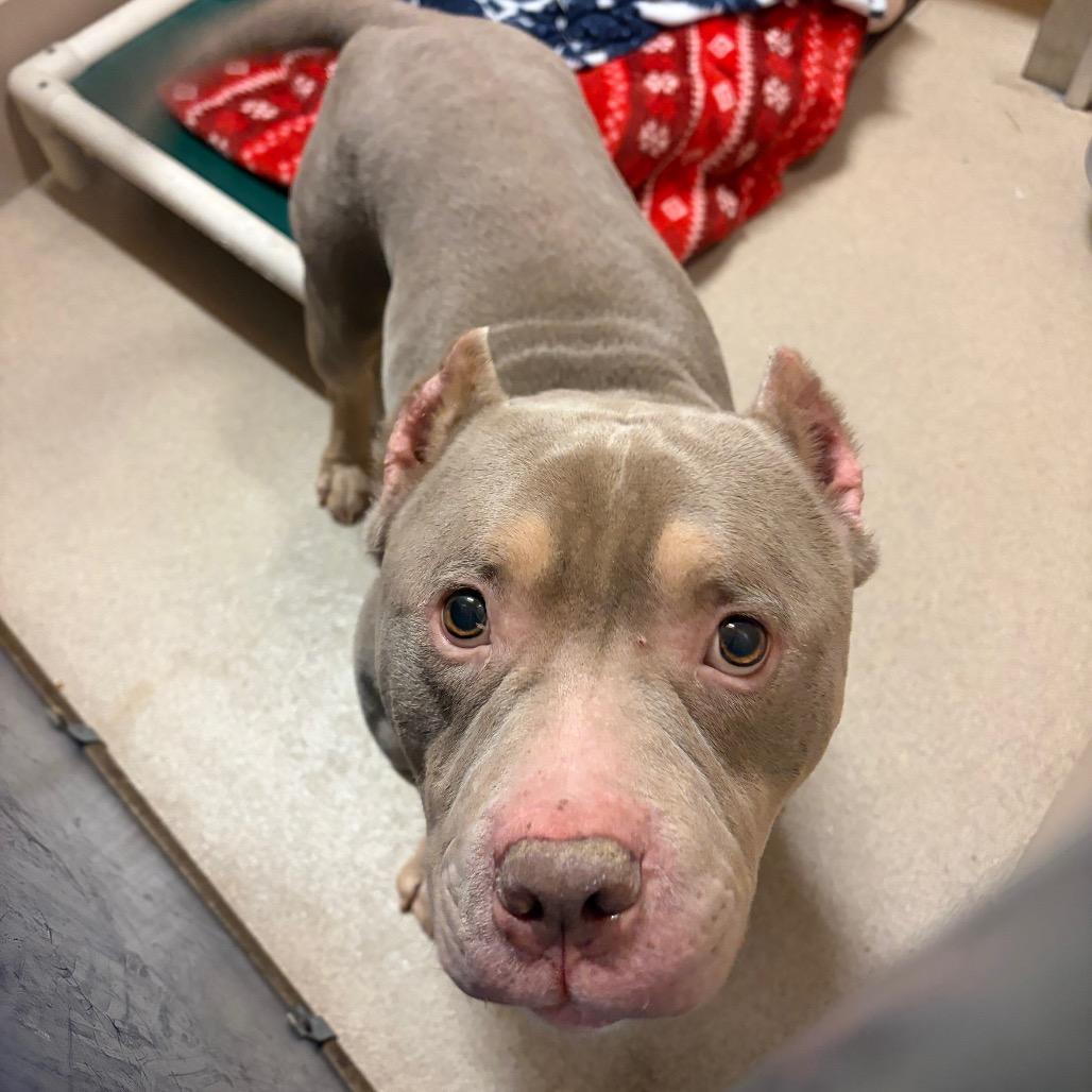 Enlarge Biscuit, a Adoptable Mixed Breed in Waukesha, WI image 1/1