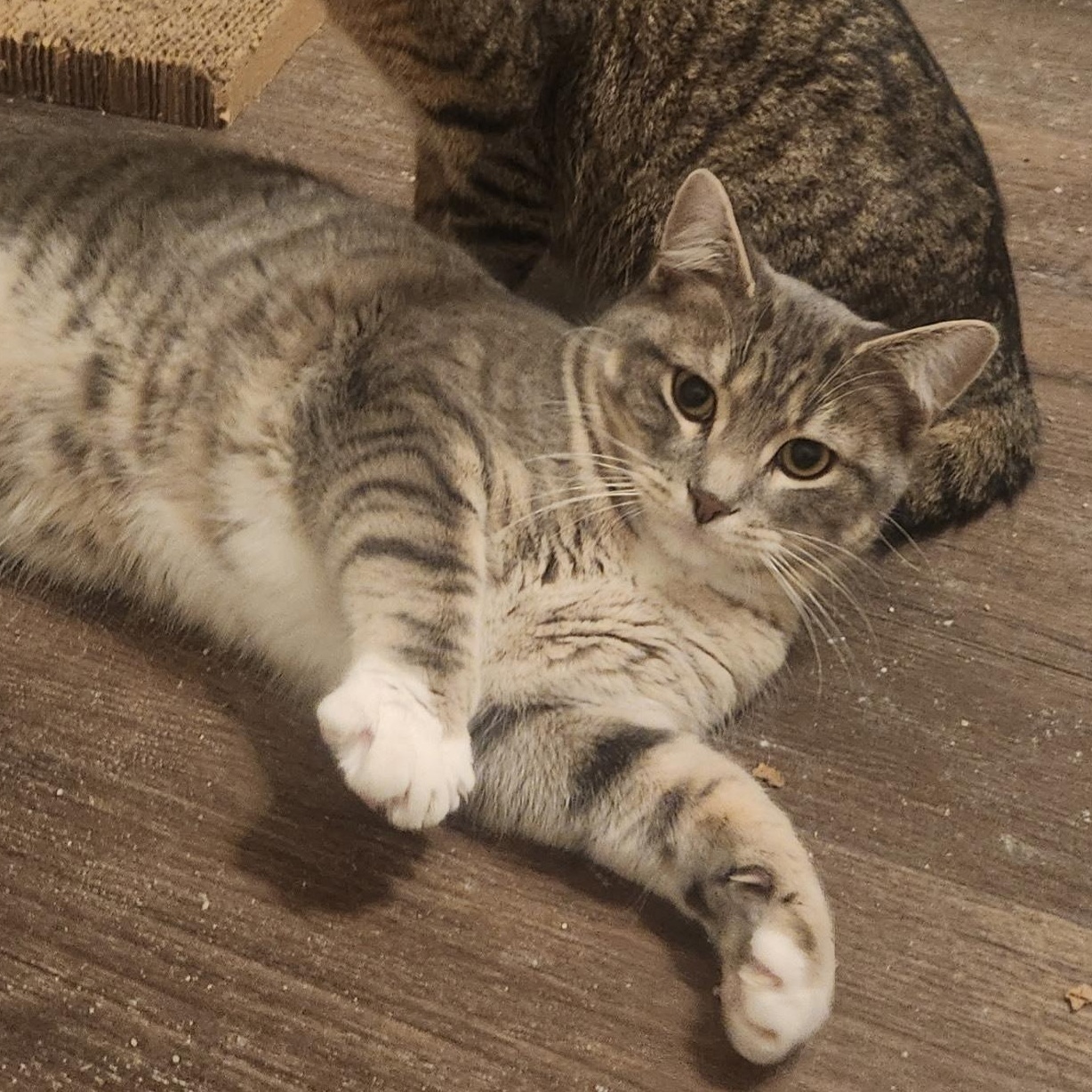 Harrison, Adoptable, Kitten Male Domestic Short Hair.