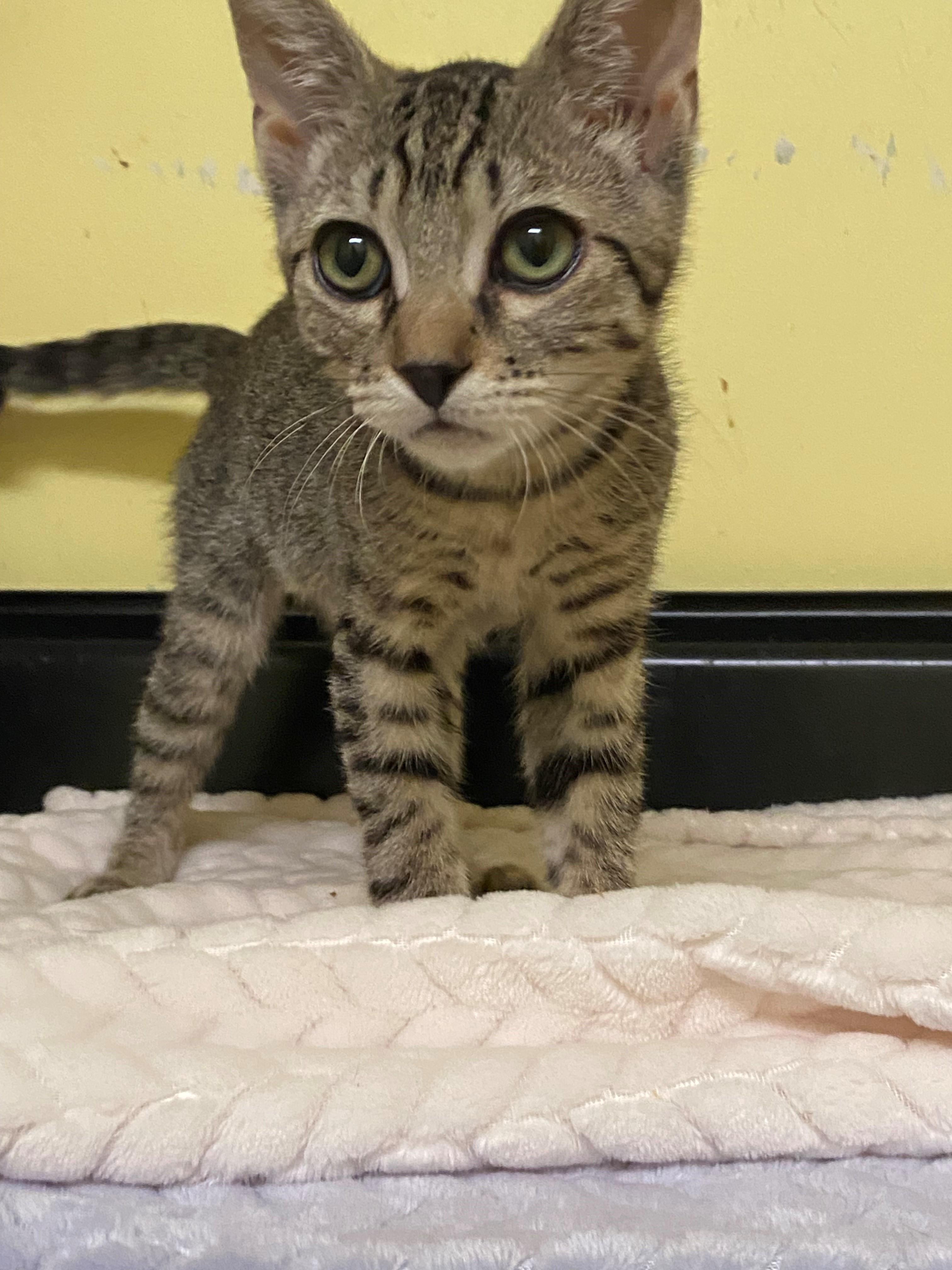 Chase, Baby Male Domestic Short Hair