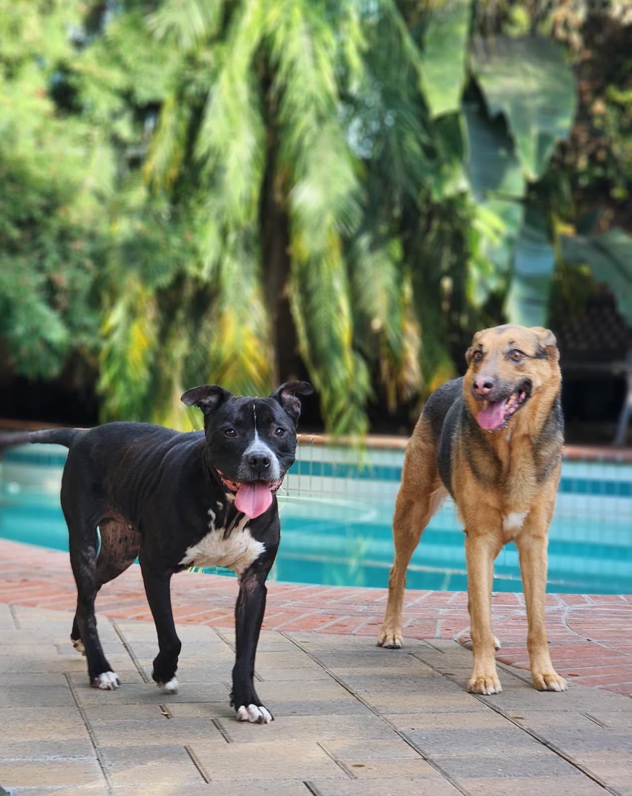 Kobe, Adoptable, Adult Male Pit Bull Terrier.