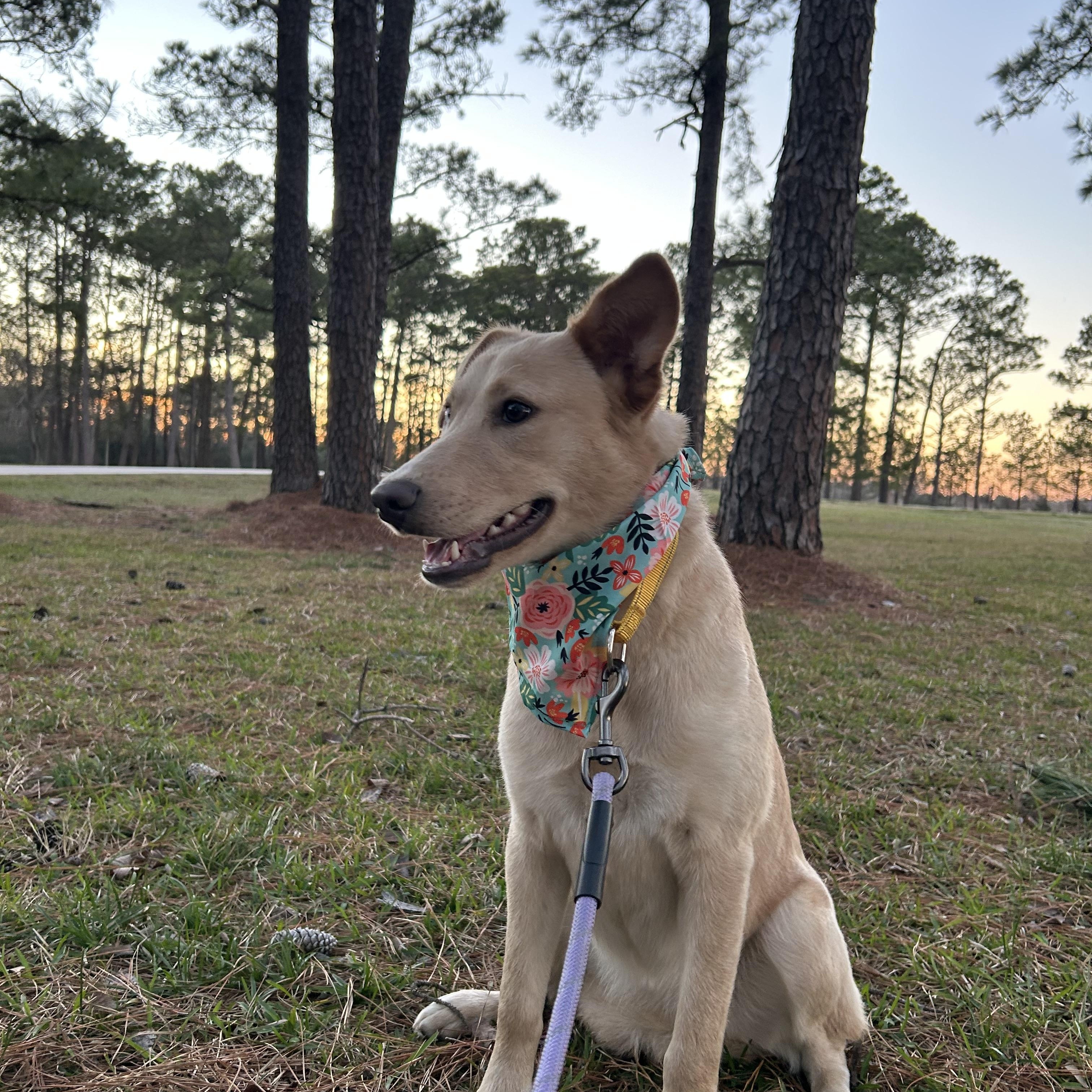 Enlarge Sunny, a Adoptable mixed breed in Buffalo, NY image 6/6