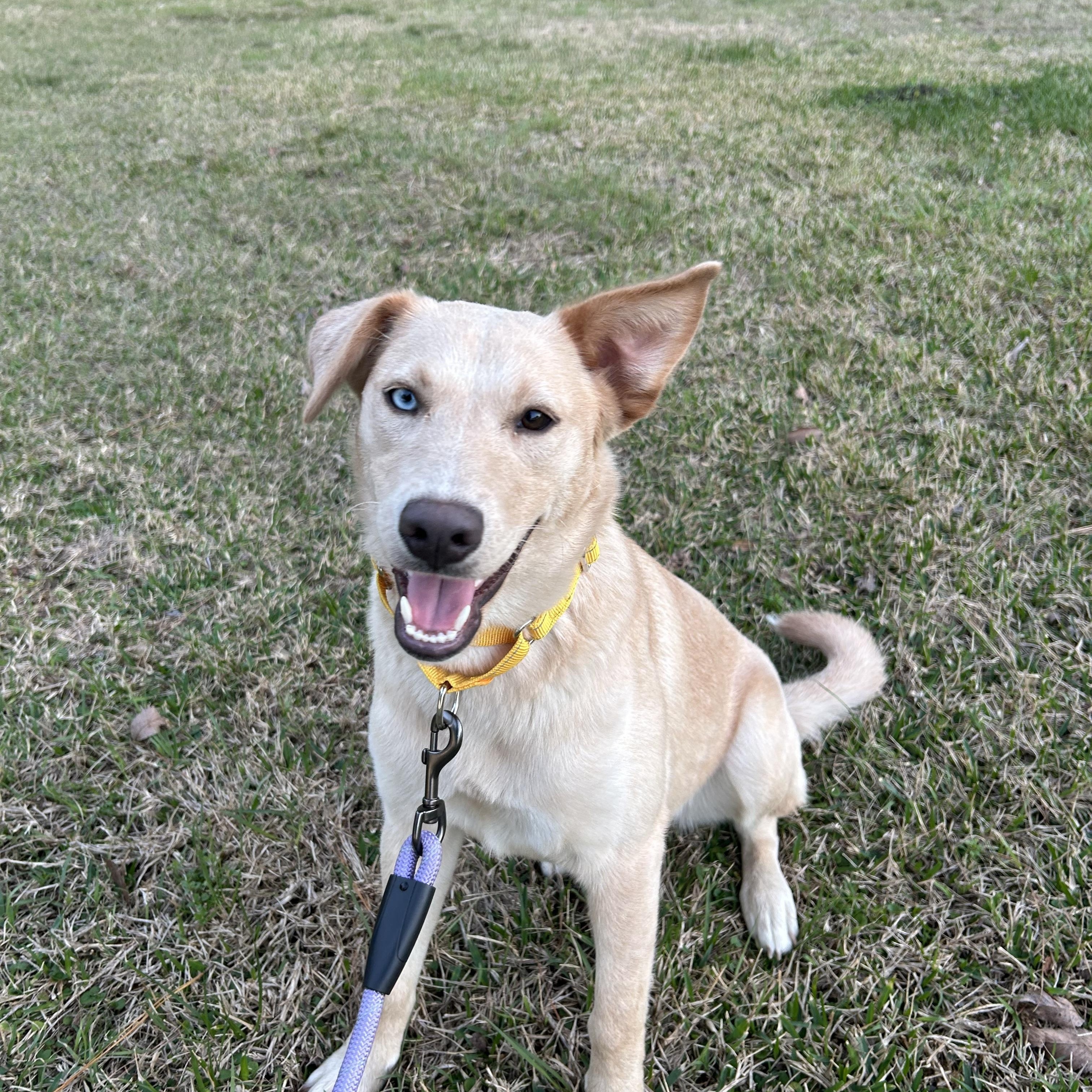 Sunny, Adoptable, Puppy Female Siberian Husky & Labrador Retriever.