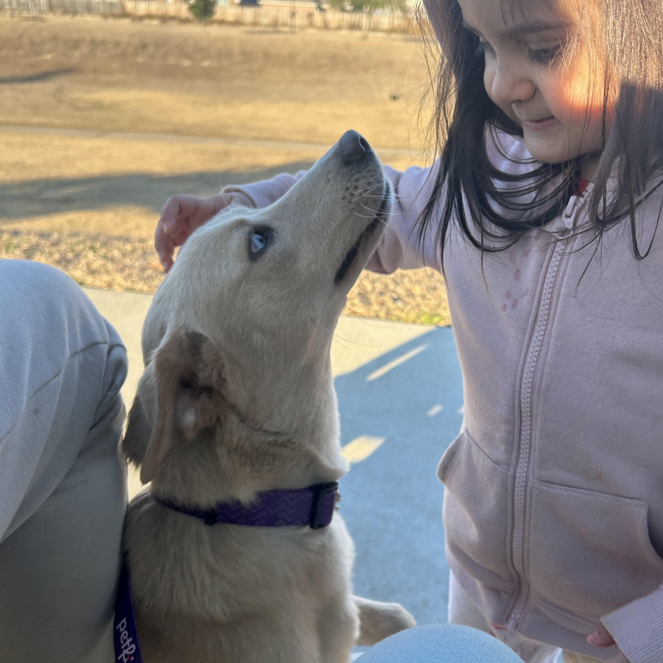 Enlarge Sunny, a Adoptable mixed breed in Buffalo, NY image 2/6