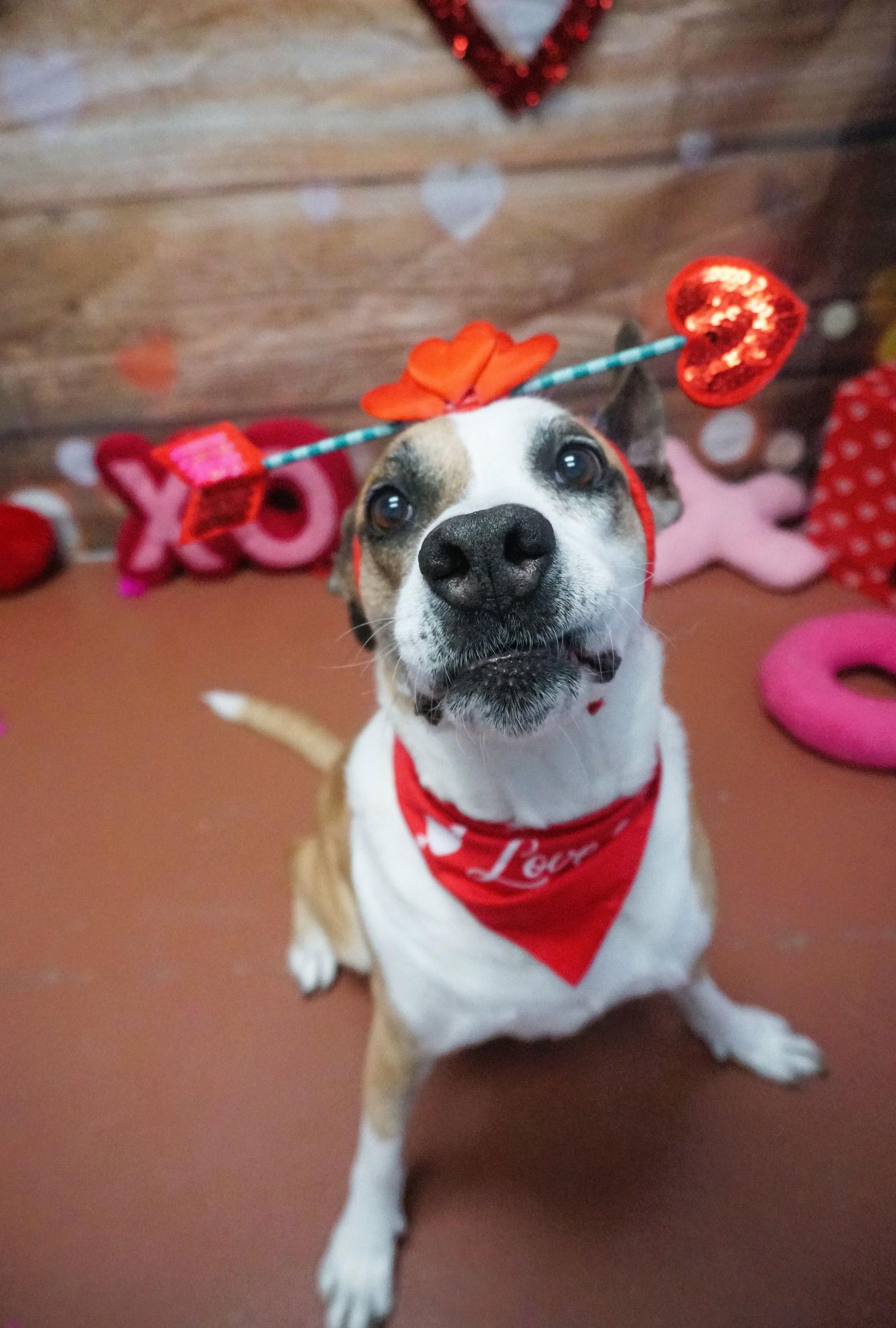Meryl Streep, a Adoptable Boxer in Saint Augustine, FL image 1/2
