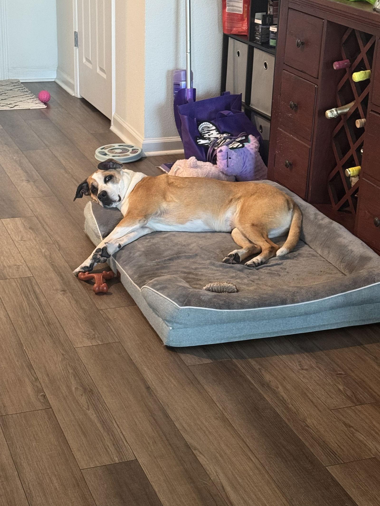 Enlarge Meryl Streep, a Adoptable Boxer in Saint Augustine, FL image 1/3