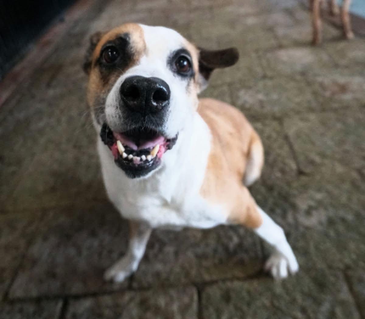 Enlarge Meryl Streep, a Adoptable Boxer in Saint Augustine, FL image 2/3