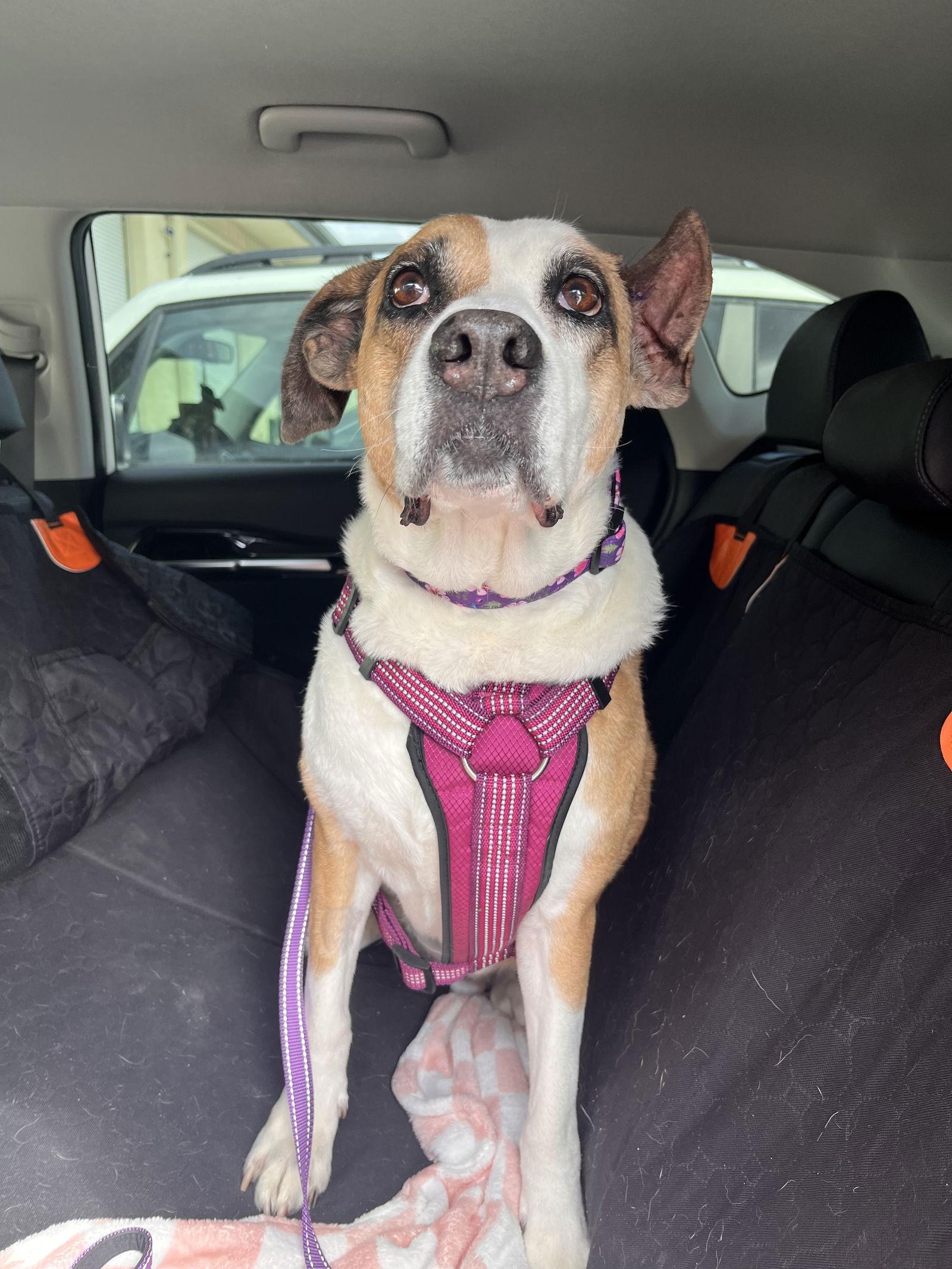 Enlarge Meryl Streep, a Adoptable Boxer in Saint Augustine, FL image 3/3