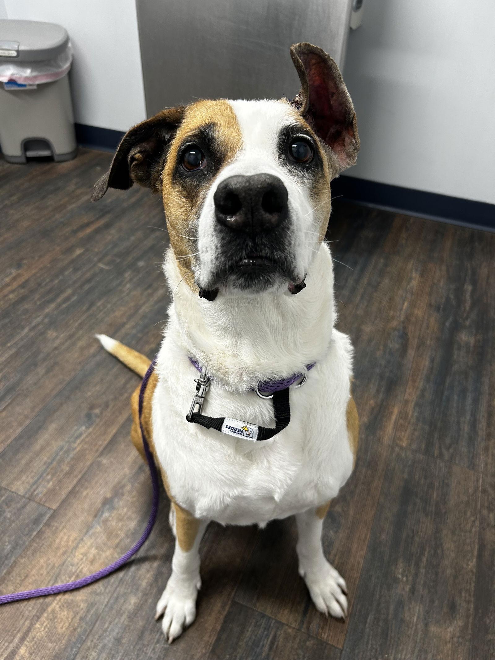 Meryl Streep, a Adoptable Boxer in Saint Augustine, FL image 2/2