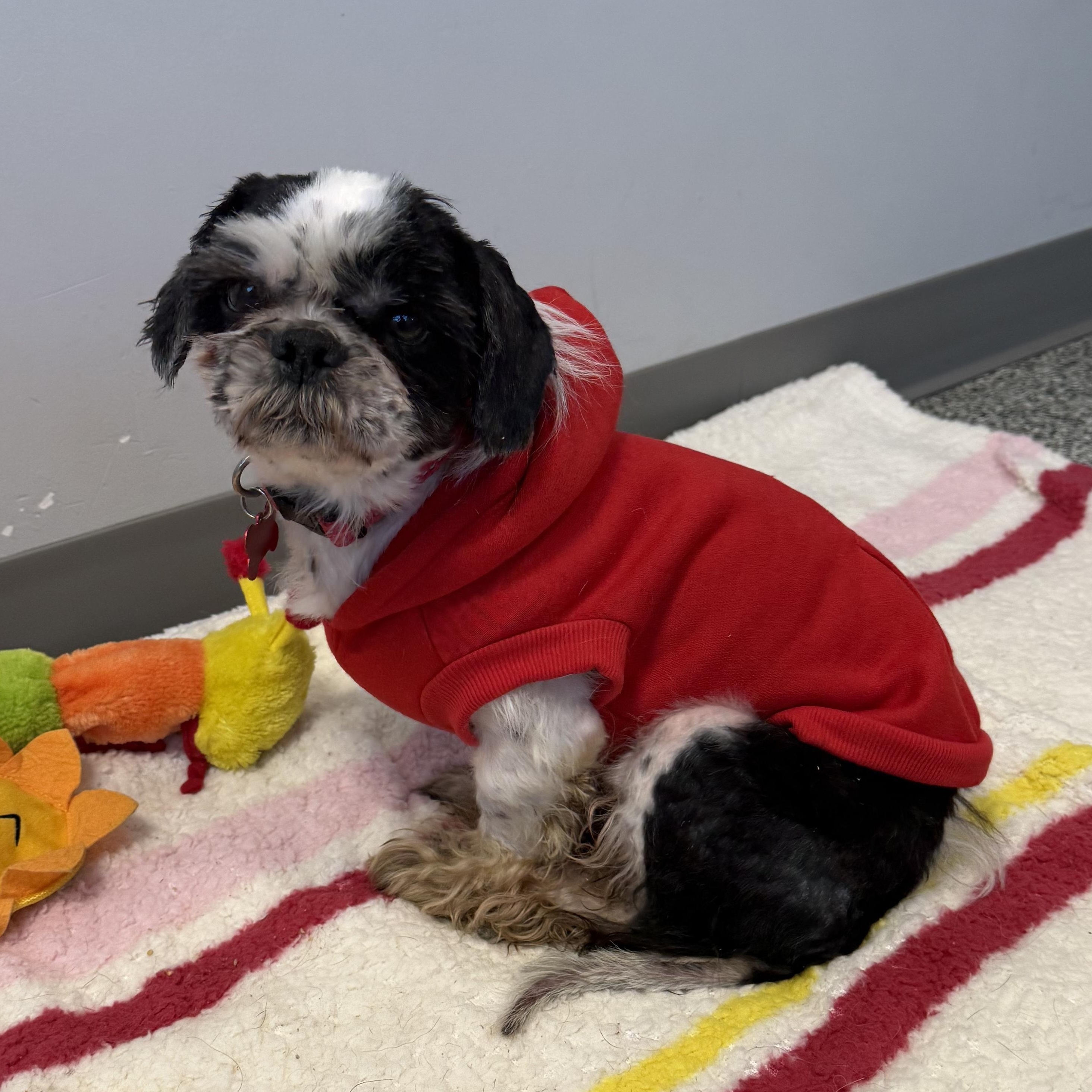 Enlarge Finnegan, an adopted Shih Tzu in Detroit, MI image 3/5