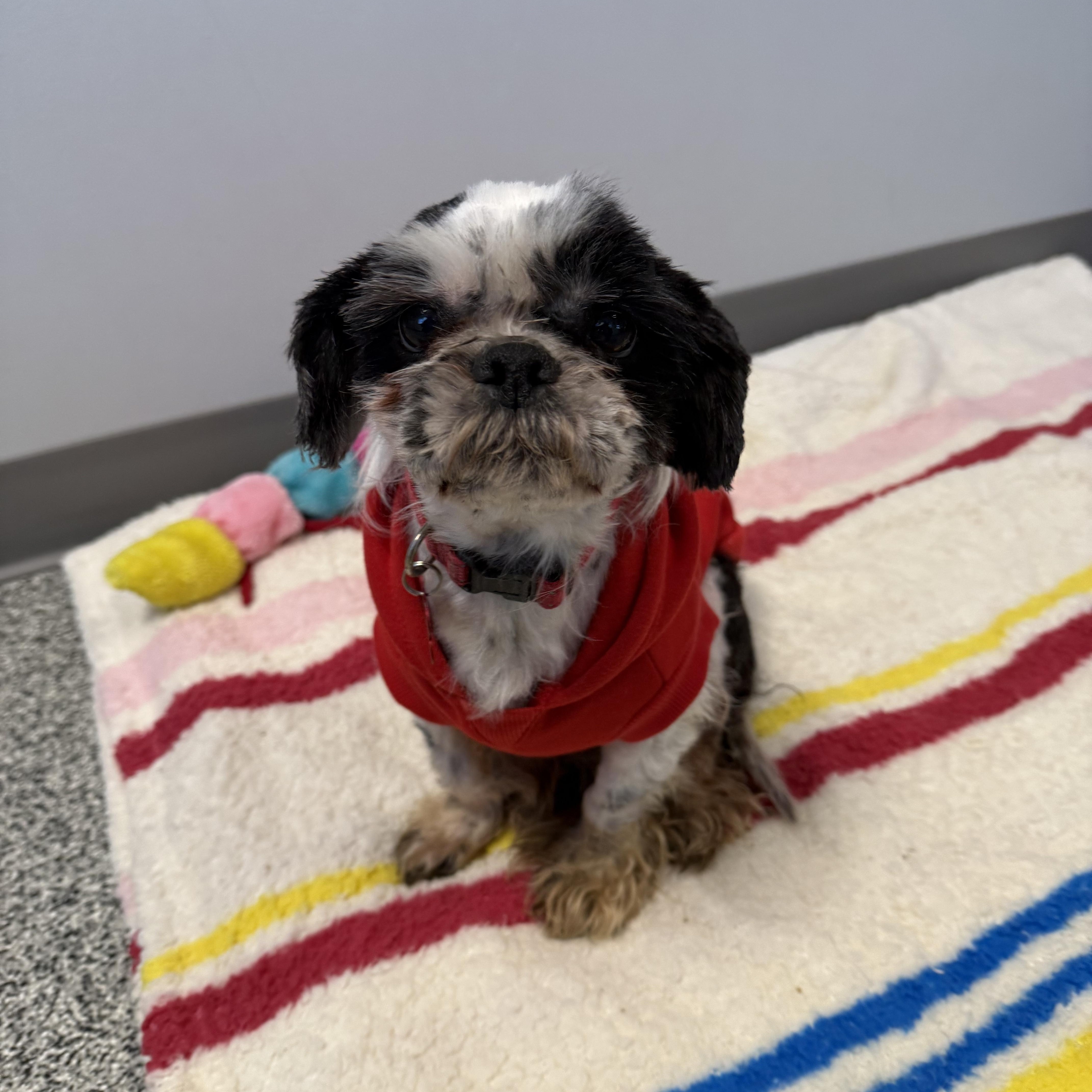 Enlarge Finnegan, an adopted Shih Tzu in Detroit, MI image 4/5