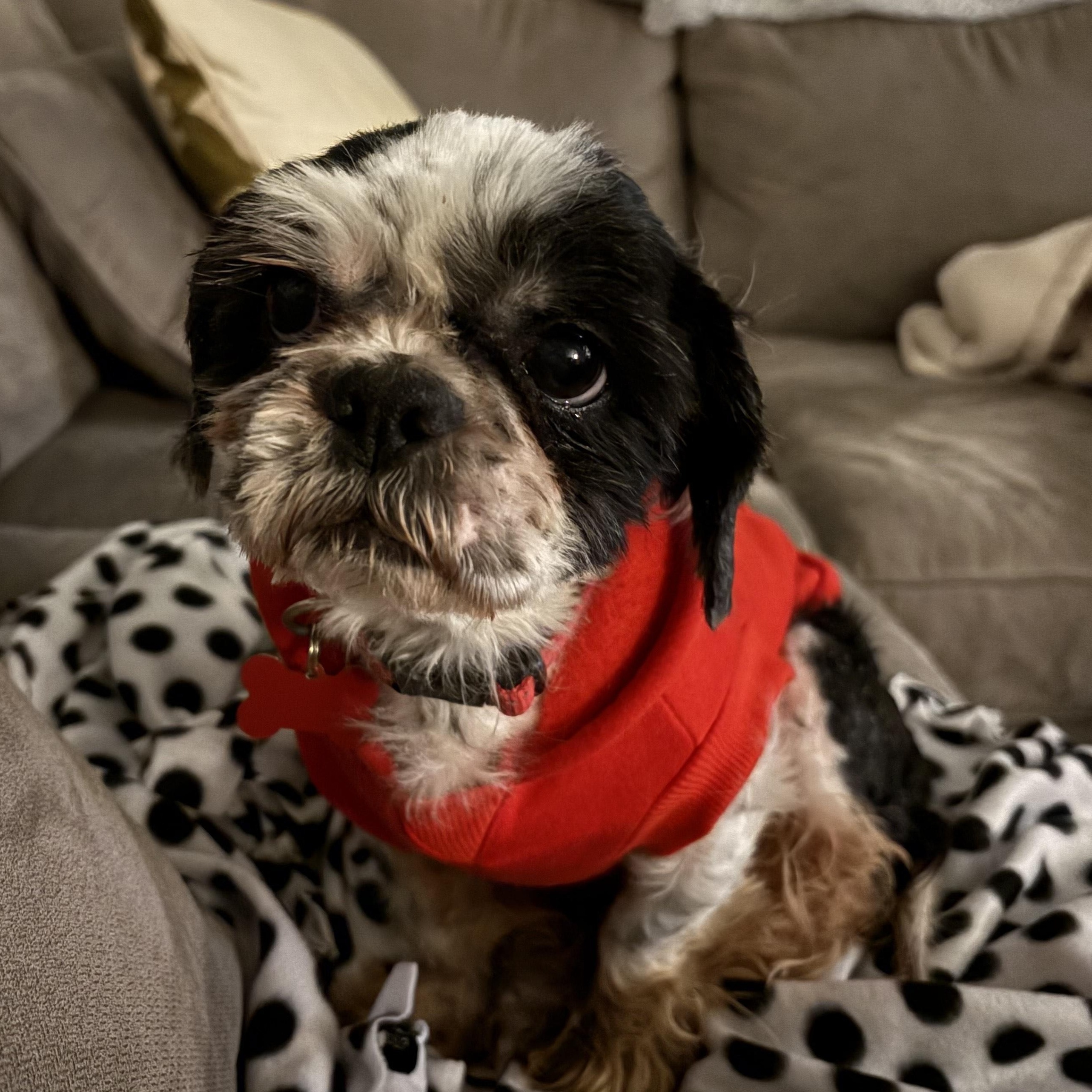 Finnegan, adopted, Adult Male Shih Tzu.