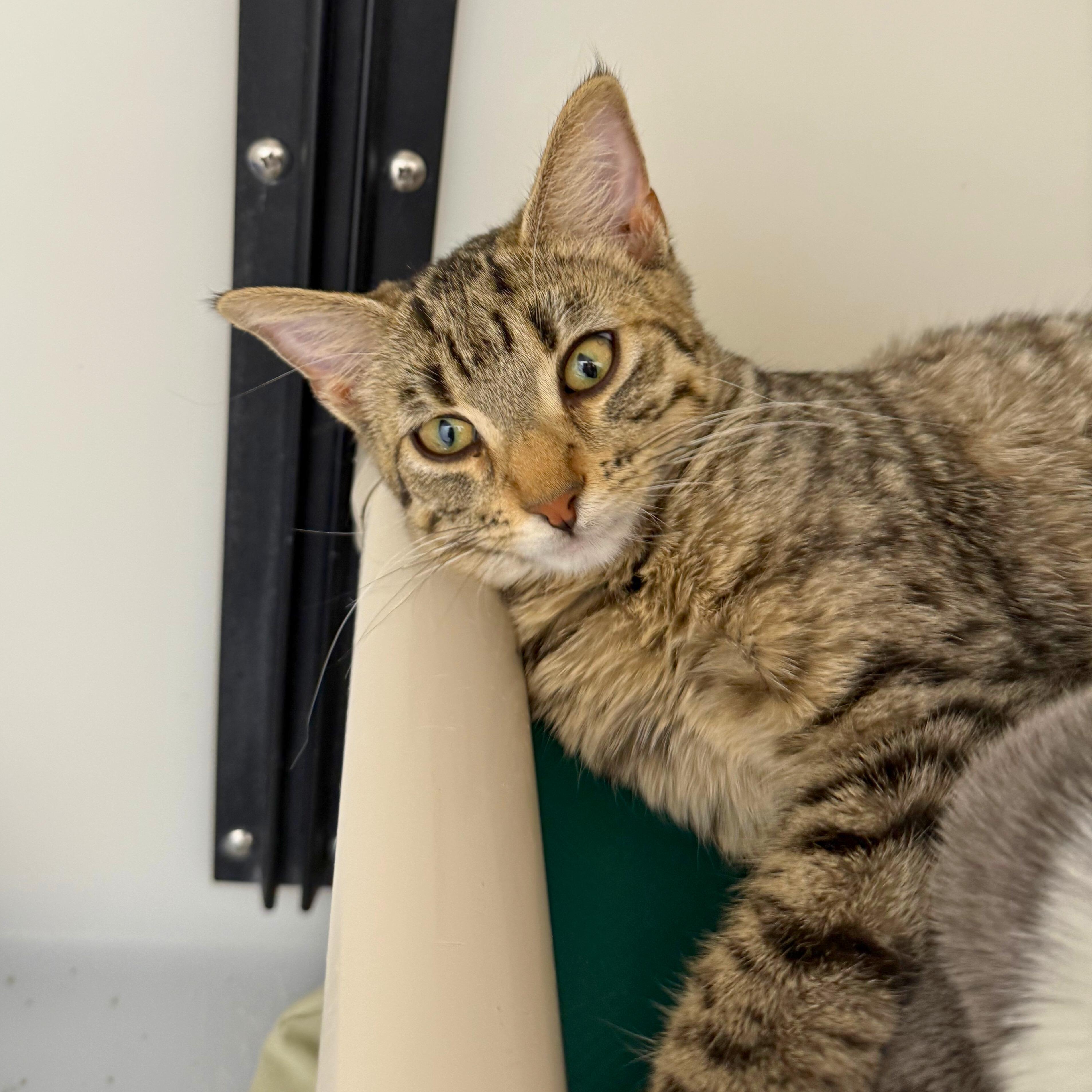 Enlarge Penny, an adopted Tabby in Ridgway, CO image 1/3