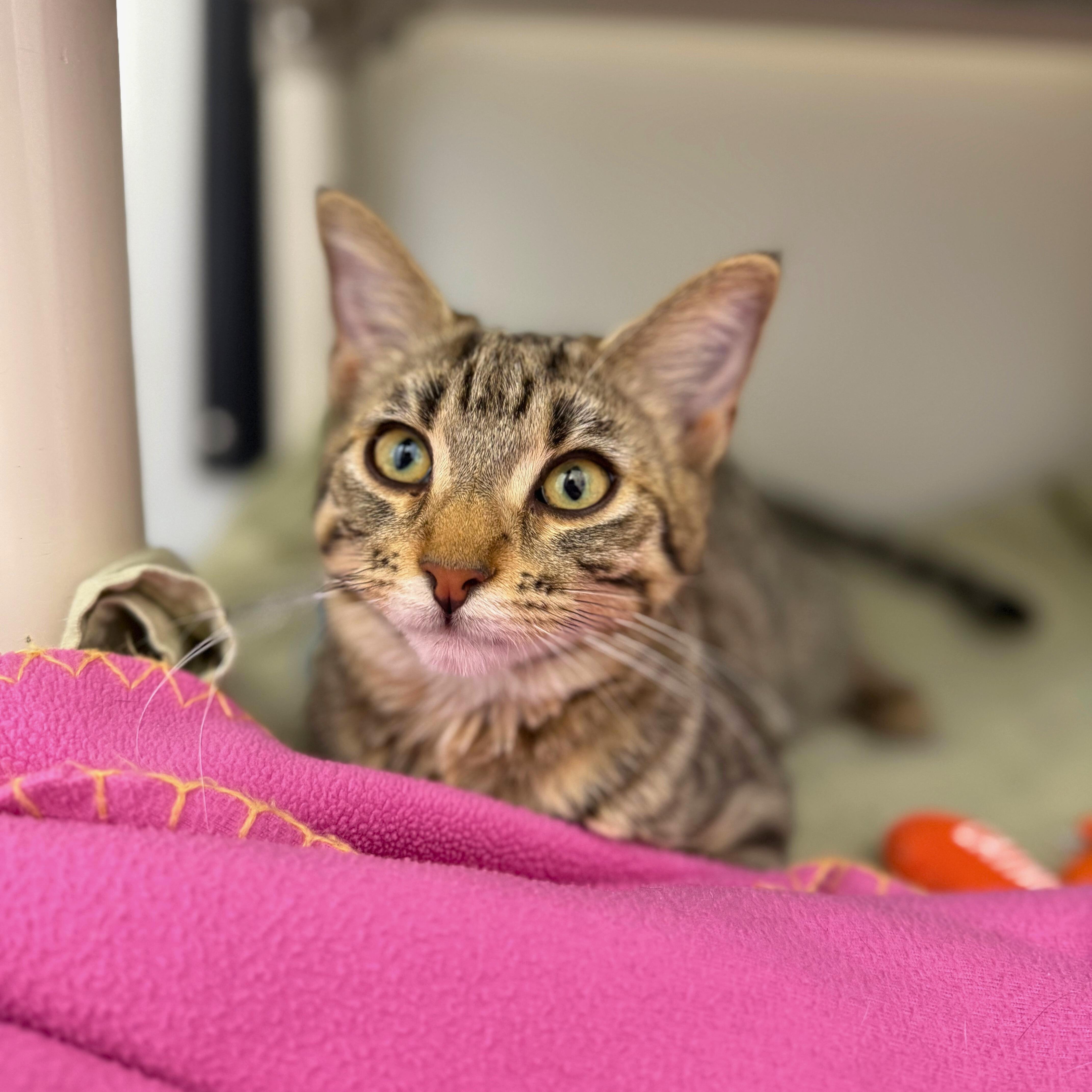 Enlarge Penny, an adopted Tabby in Ridgway, CO image 3/3