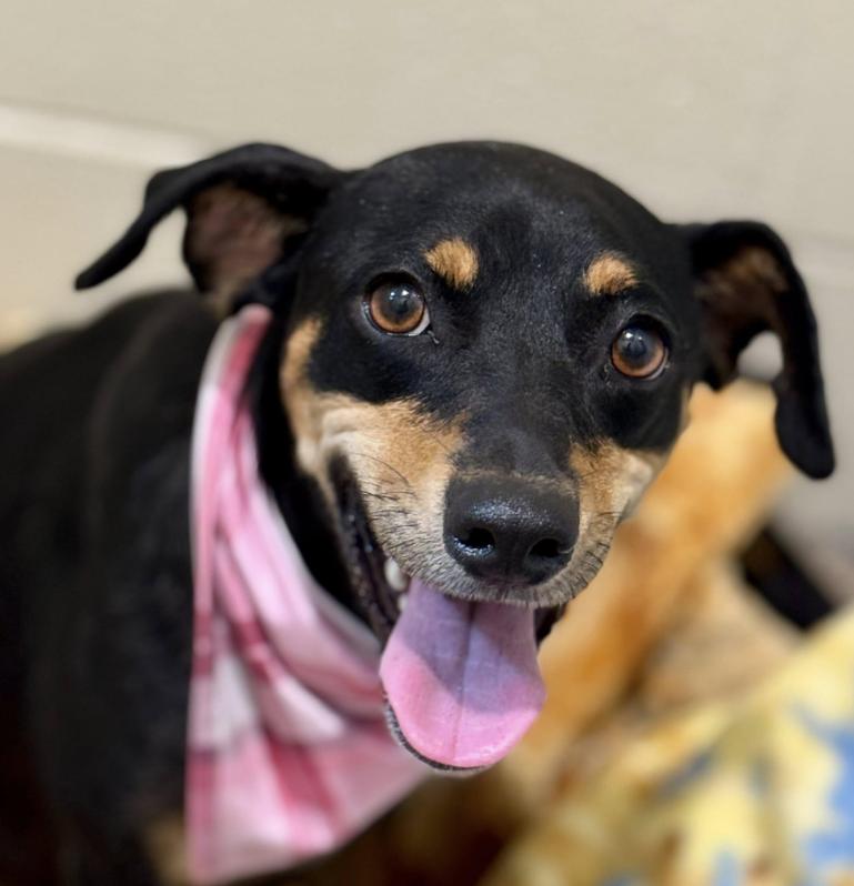 Glory - Tracy's favorite dog at the rescue! She has a warm up period. But it's worth it!