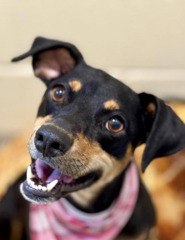 Glory - Tracy's favorite dog at the rescue! She has a warm up period. But it's worth it!